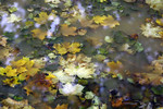 S�gis lombis.
