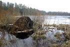 Kobras oli end sisse seadnud Punam�e j�rve suubuva ojakese suudmes.