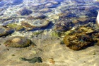 Veealune maailm Suurupi meres. S�rmega proovides p�ris k�lm veel.