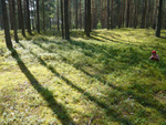 Mustika- ja kukeseenev�lud.