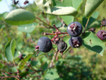 Poola kirss. Maitseb nagu kirss, n�eb v�lja nagu aroonia.