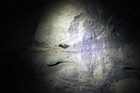 Ylgasel-111204-007