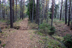 Kohila l�hedane metsapanoraam.