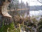 Esimene puu, mille hambapastat reklaamiv loom oli teravate kihvadega ära järanud. Koht: Jussi järved, Linajärv.