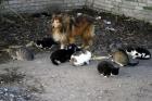 14 kassi ja 1 koer - Patarei vangide mahajäänud koduloomad.