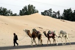 Tuneesia, Sahara, düünid ja kaamelid