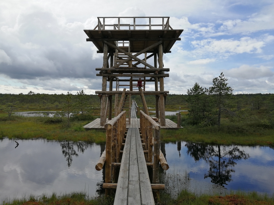 Männikjärve raba vaatetorn