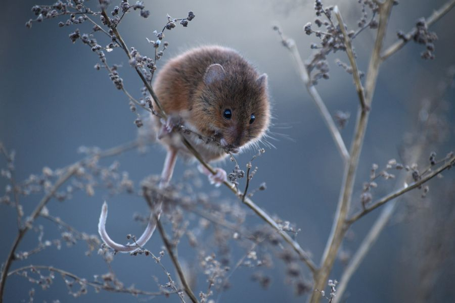 Võidupilt. Autor Ave Kruusel.