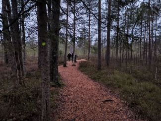 Aegviidu Sõõriksoo matkarada.